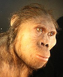 Australopithecus aficanus