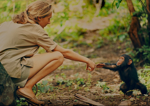 Jane Goodall z młodym szympansem