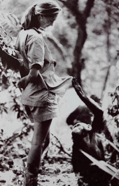 Jane Goodall z szympansem